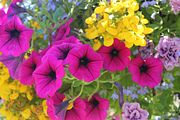 78 - Butchard Gardens  - IMG_1679